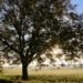 Texas Hill Country Tree and landscape