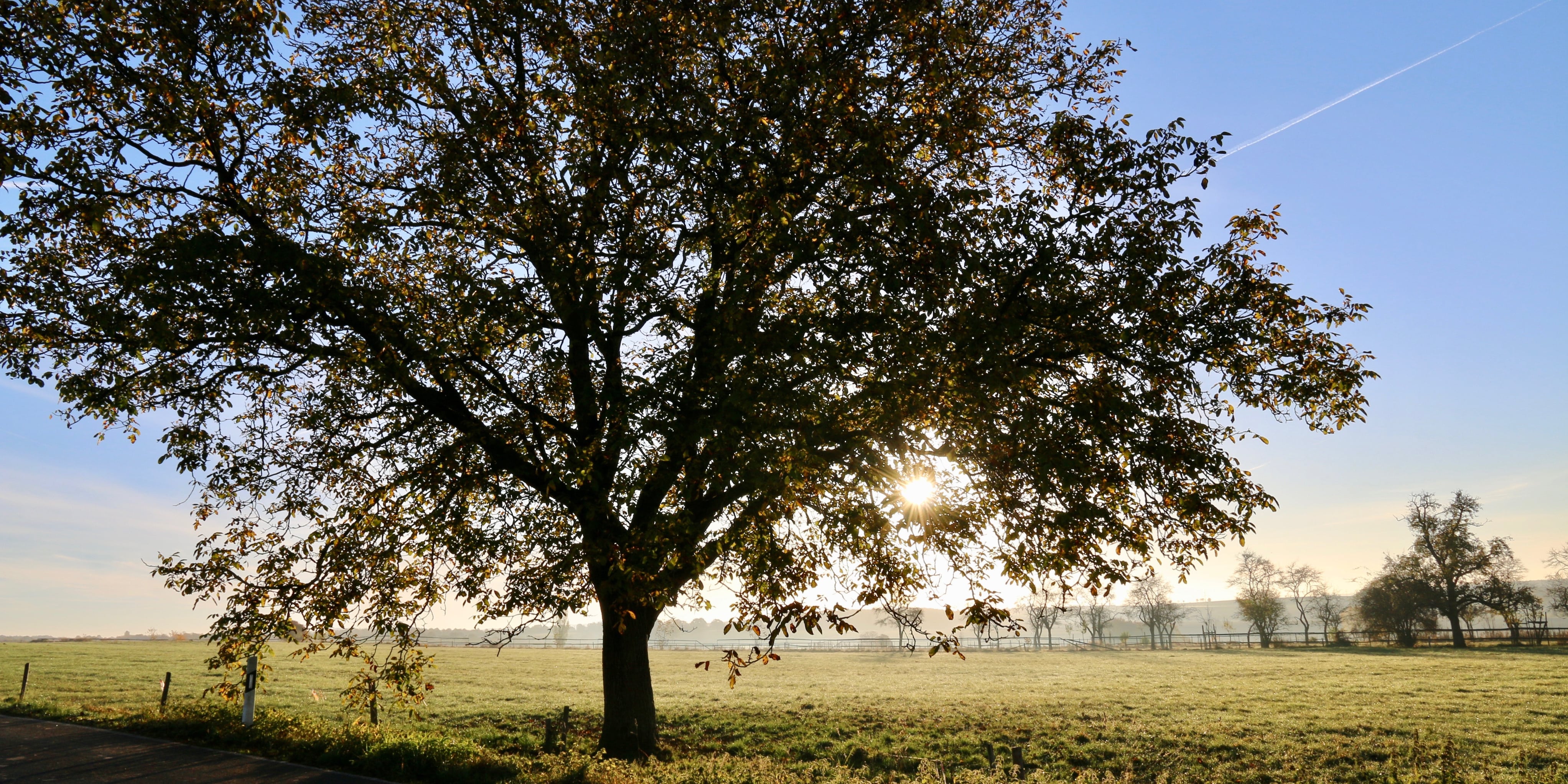 Country tree