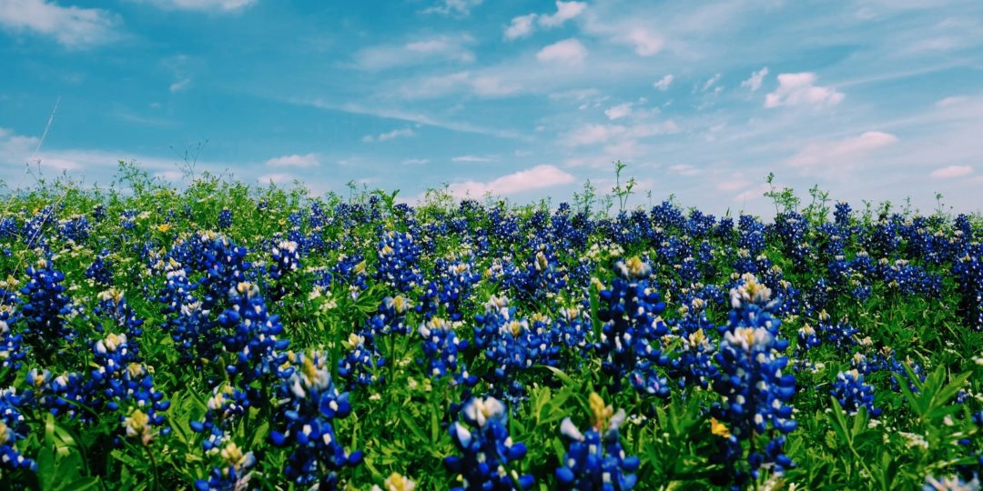 Texas Bluebonnets in Spring
